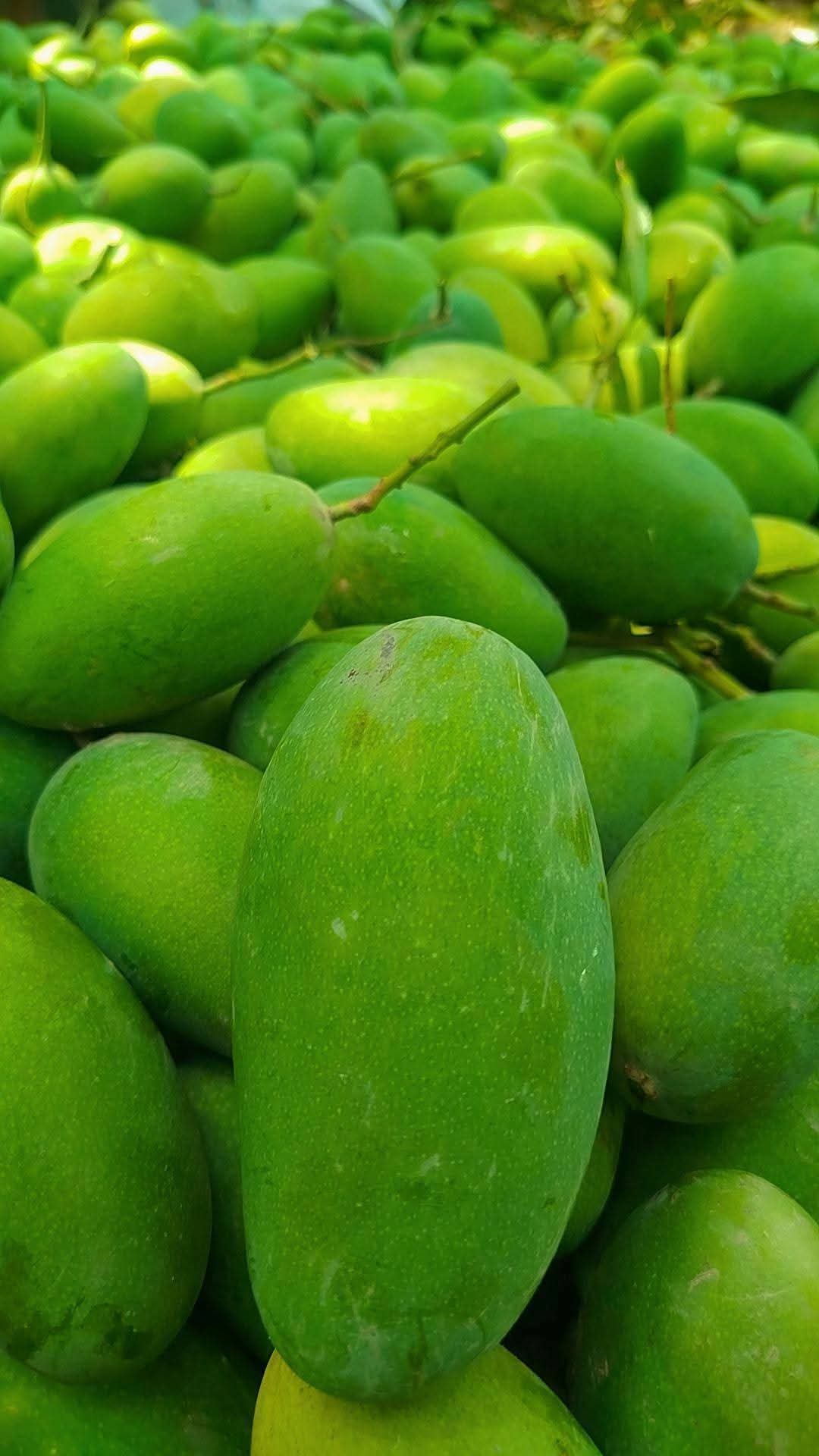 Multani Premium Dussehri Mangoes | Aam e Zarr