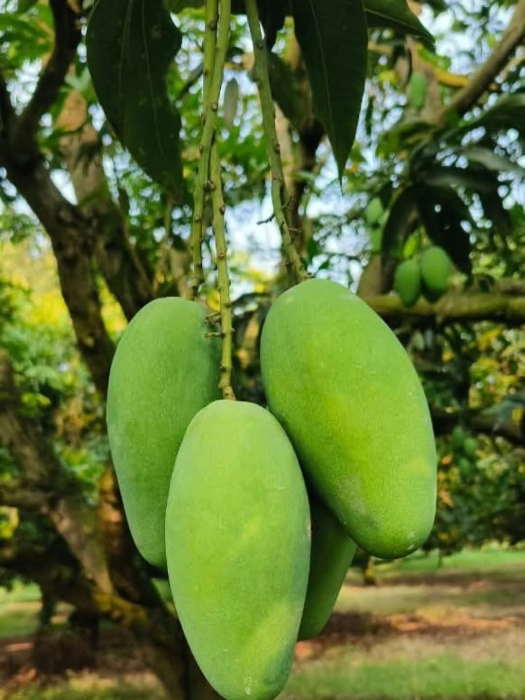 Multani Premium Dussehri Mangoes | Aam e Zarr