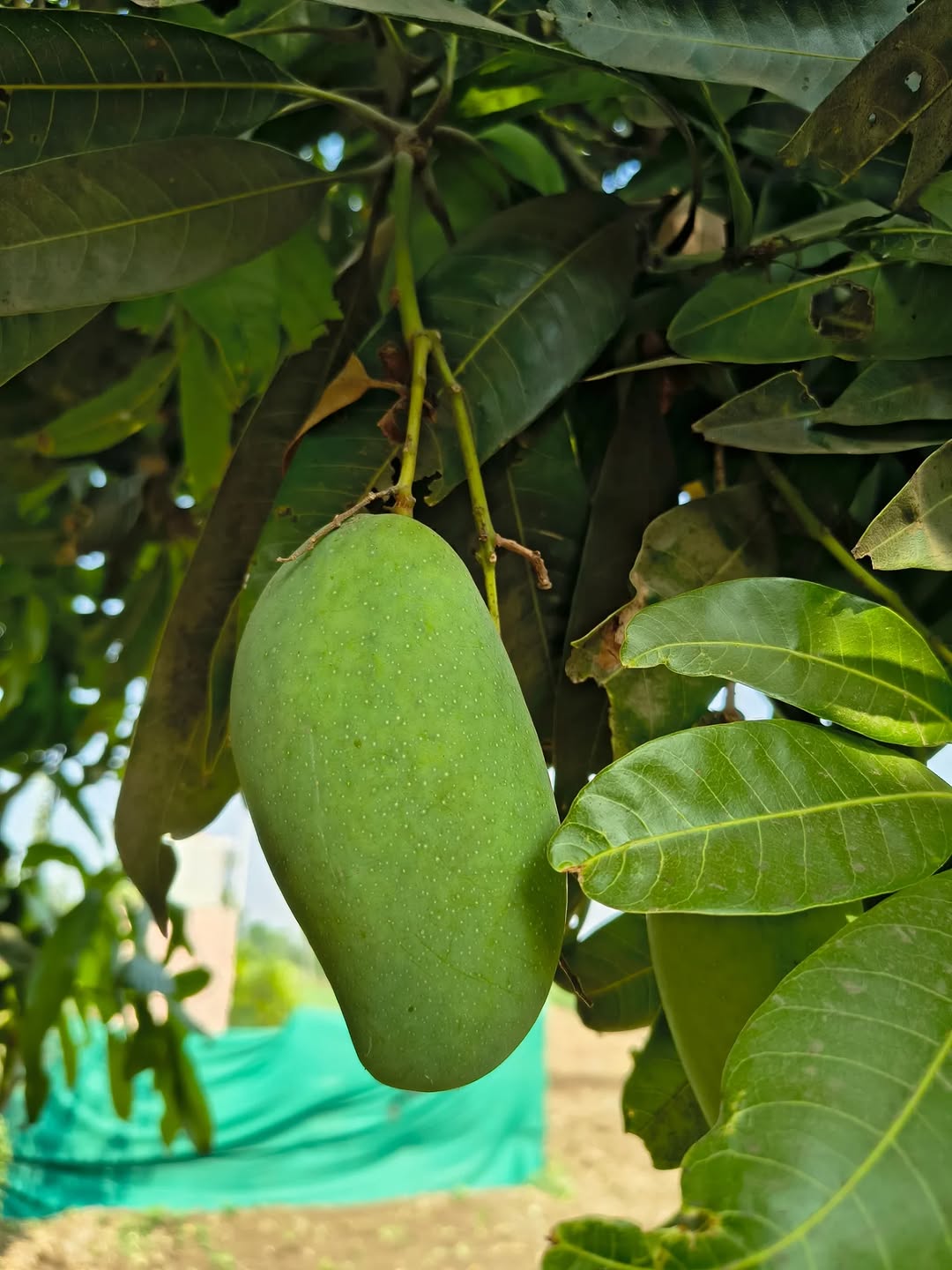 Multani Premium Dussehri Mangoes | Aam e Zarr