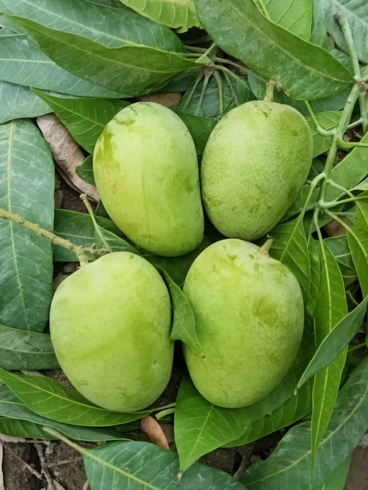 Premium Multani Anwar Ratol Mangoes | Aam e Zarr