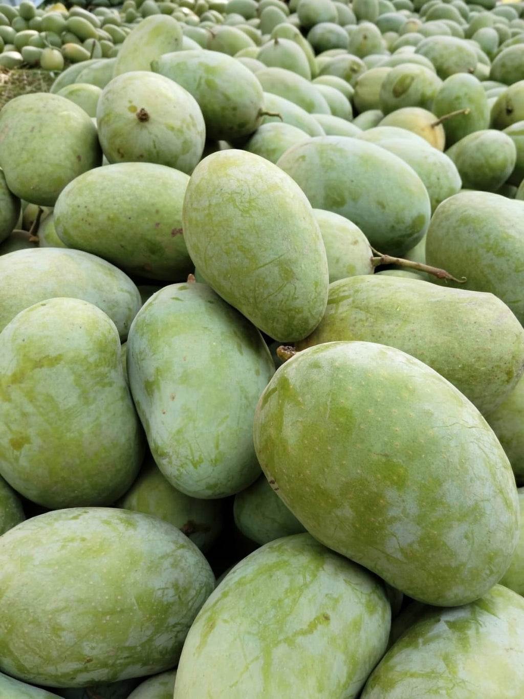 Aam e Zarr Premium Family Gifting Deal | Buy 5 boxes, get 1 free | Premium Multani Mangoes