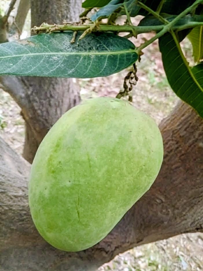 Premium Multani Anwar Ratol Mangoes | Aam e Zarr