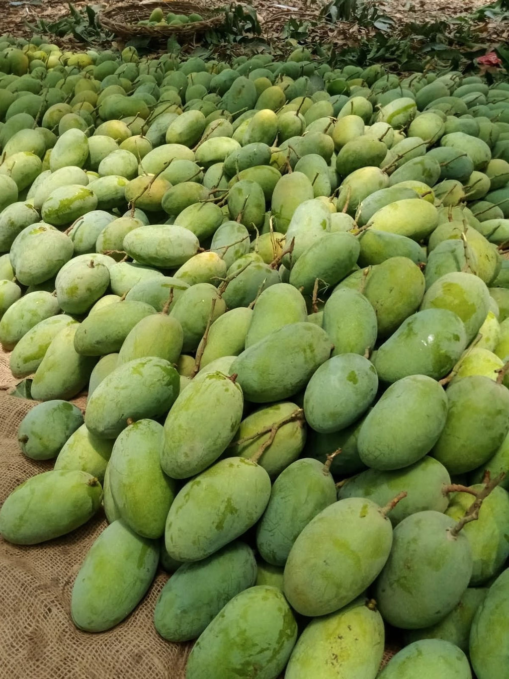 Aam e Zarr Premium Family Gifting Deal | Buy 5 boxes, get 1 free | Premium Multani Mangoes
