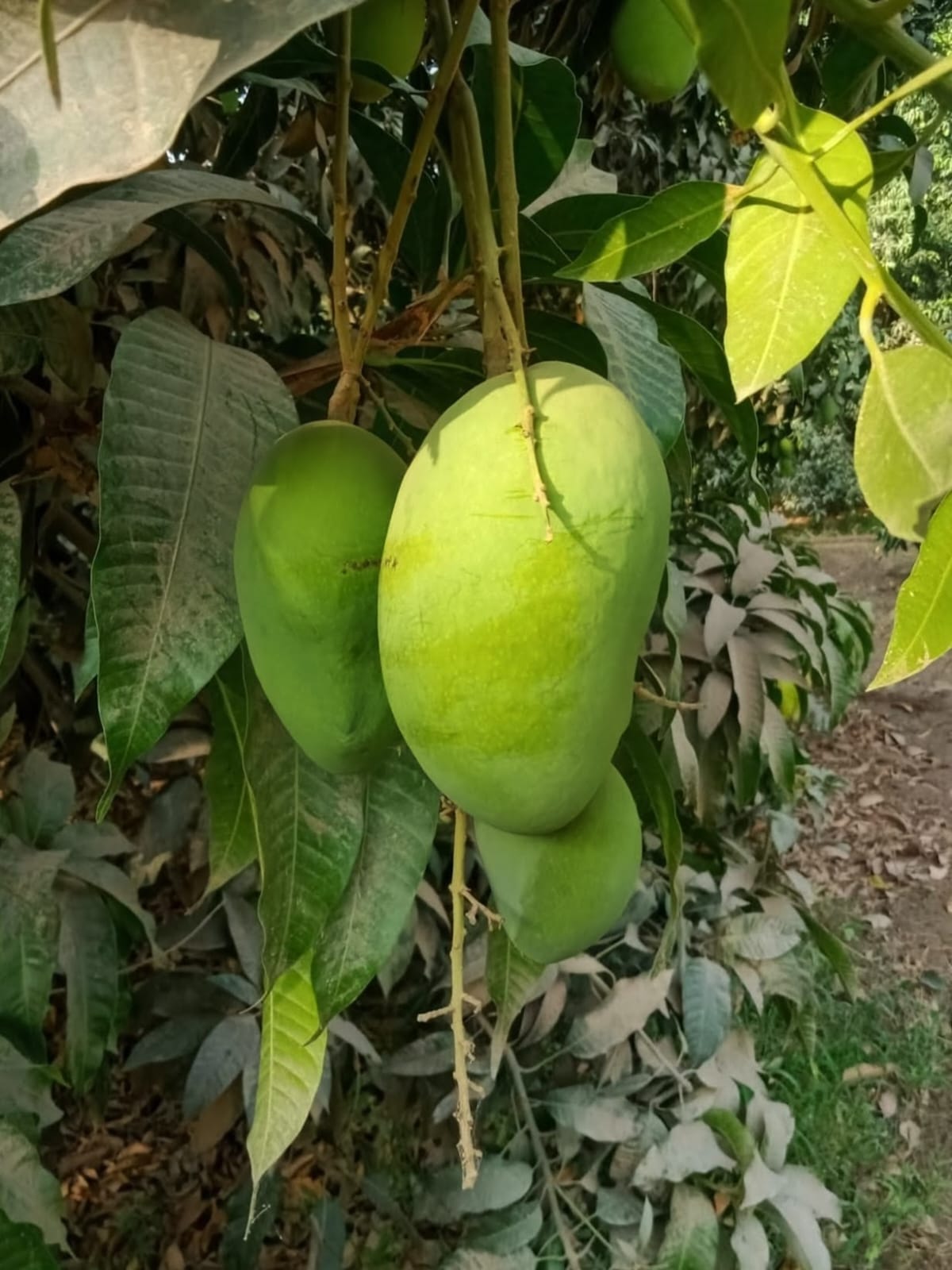 Premium Multani Chaunsa Mangoes | Aam e Zarr
